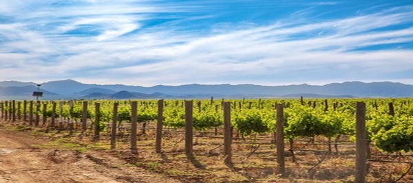 Grapevines on a flat field with blue sky above